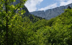 Preview wallpaper trees, forest, leaves, rock, landscape