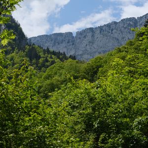 Preview wallpaper trees, forest, leaves, rock, landscape