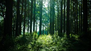 Preview wallpaper trees, forest, light