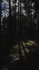 Preview wallpaper trees, forest, light, nature, dark