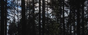 Preview wallpaper trees, forest, light, nature, dark