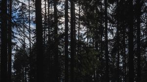 Preview wallpaper trees, forest, light, nature, dark