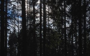 Preview wallpaper trees, forest, light, nature, dark