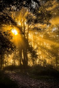 Preview wallpaper trees, forest, light, sunset, dark