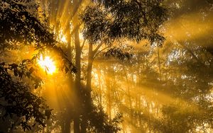Preview wallpaper trees, forest, light, sunset, dark