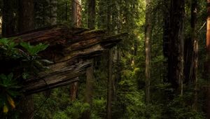 Preview wallpaper trees, forest, log, dark, nature