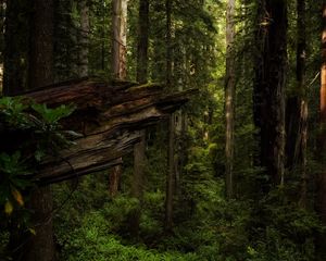 Preview wallpaper trees, forest, log, dark, nature