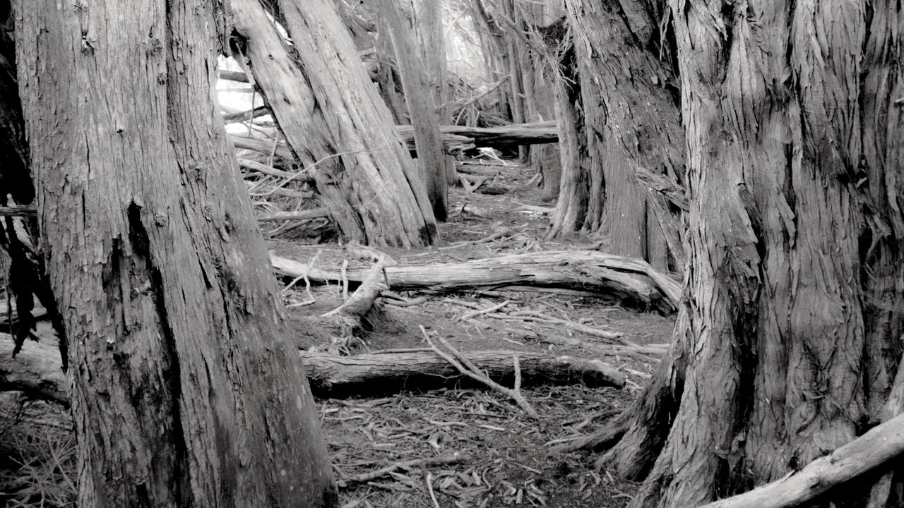 Wallpaper trees, forest, logs, dry
