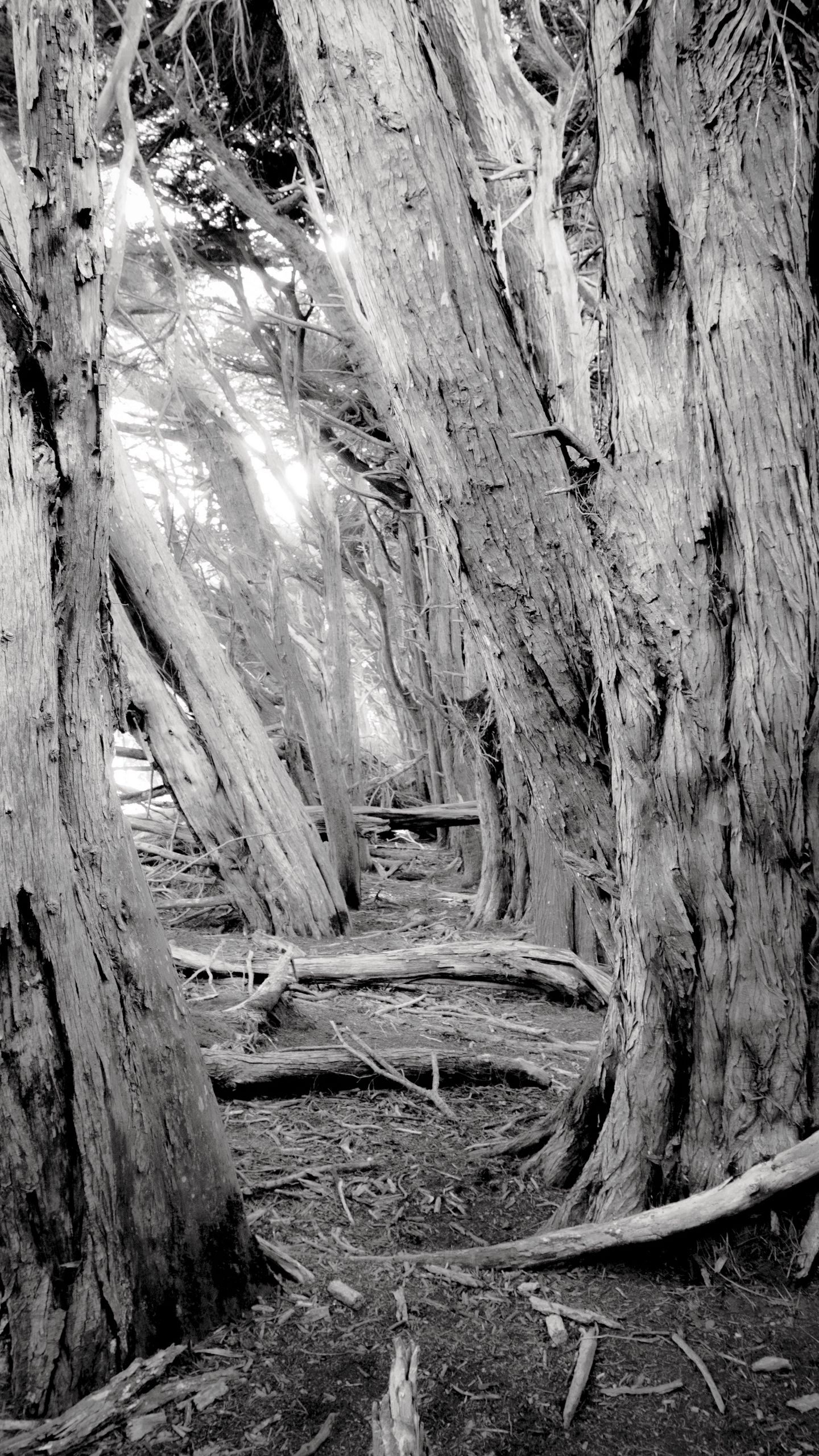 1440x2560 Wallpaper trees, forest, logs, dry