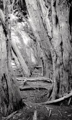 240x400 Wallpaper trees, forest, logs, dry