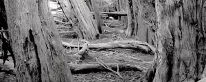 Preview wallpaper trees, forest, logs, dry