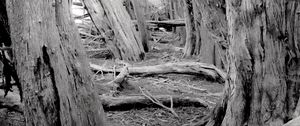Preview wallpaper trees, forest, logs, dry