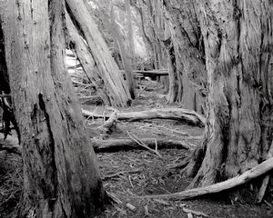 Preview wallpaper trees, forest, logs, dry