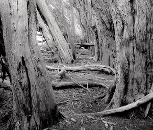 Preview wallpaper trees, forest, logs, dry