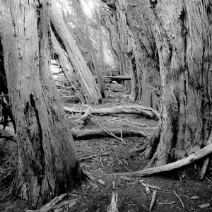 Preview wallpaper trees, forest, logs, dry