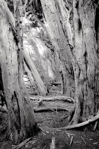 320x480 Wallpaper trees, forest, logs, dry