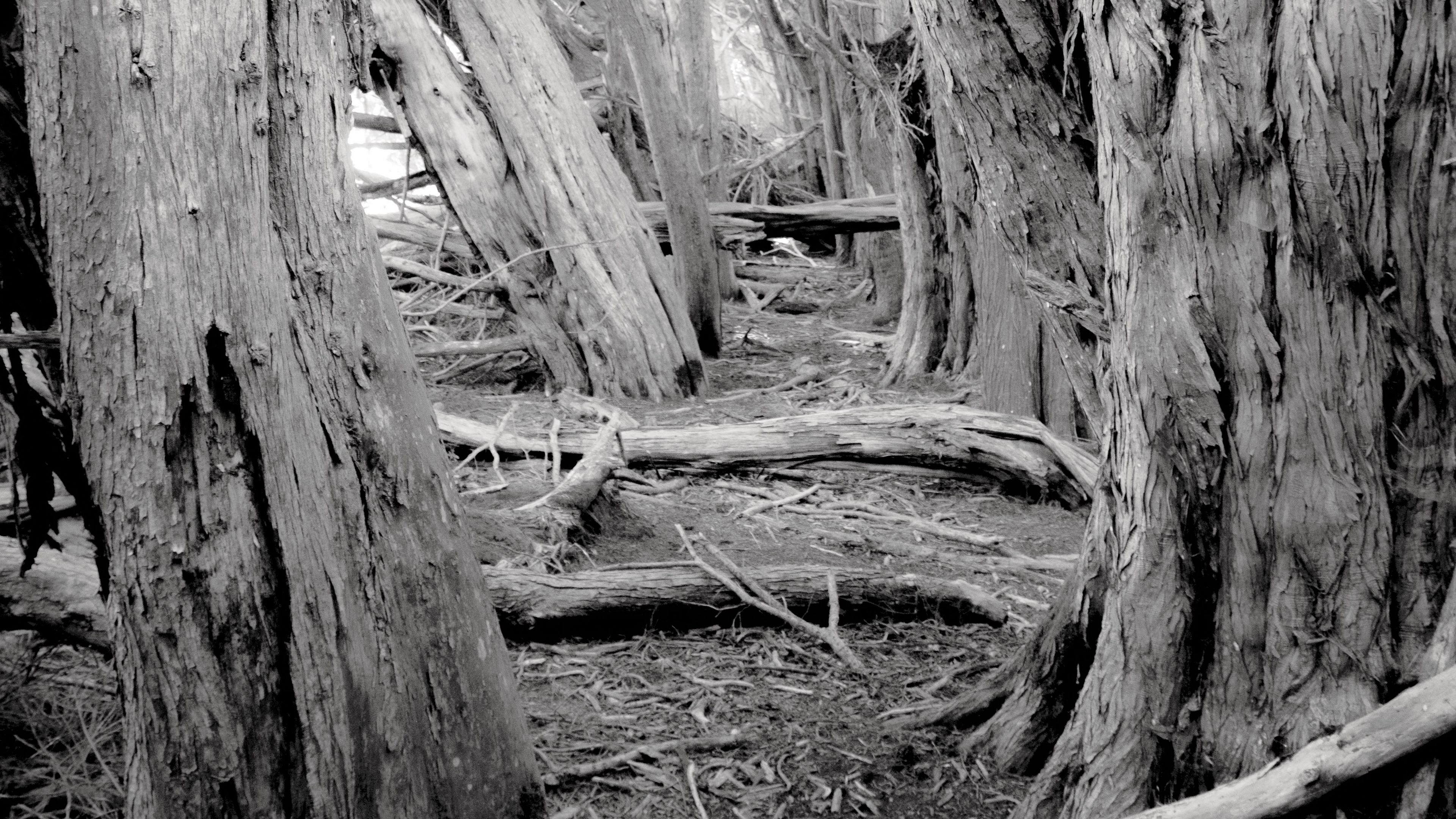 3840x2160 Wallpaper trees, forest, logs, dry