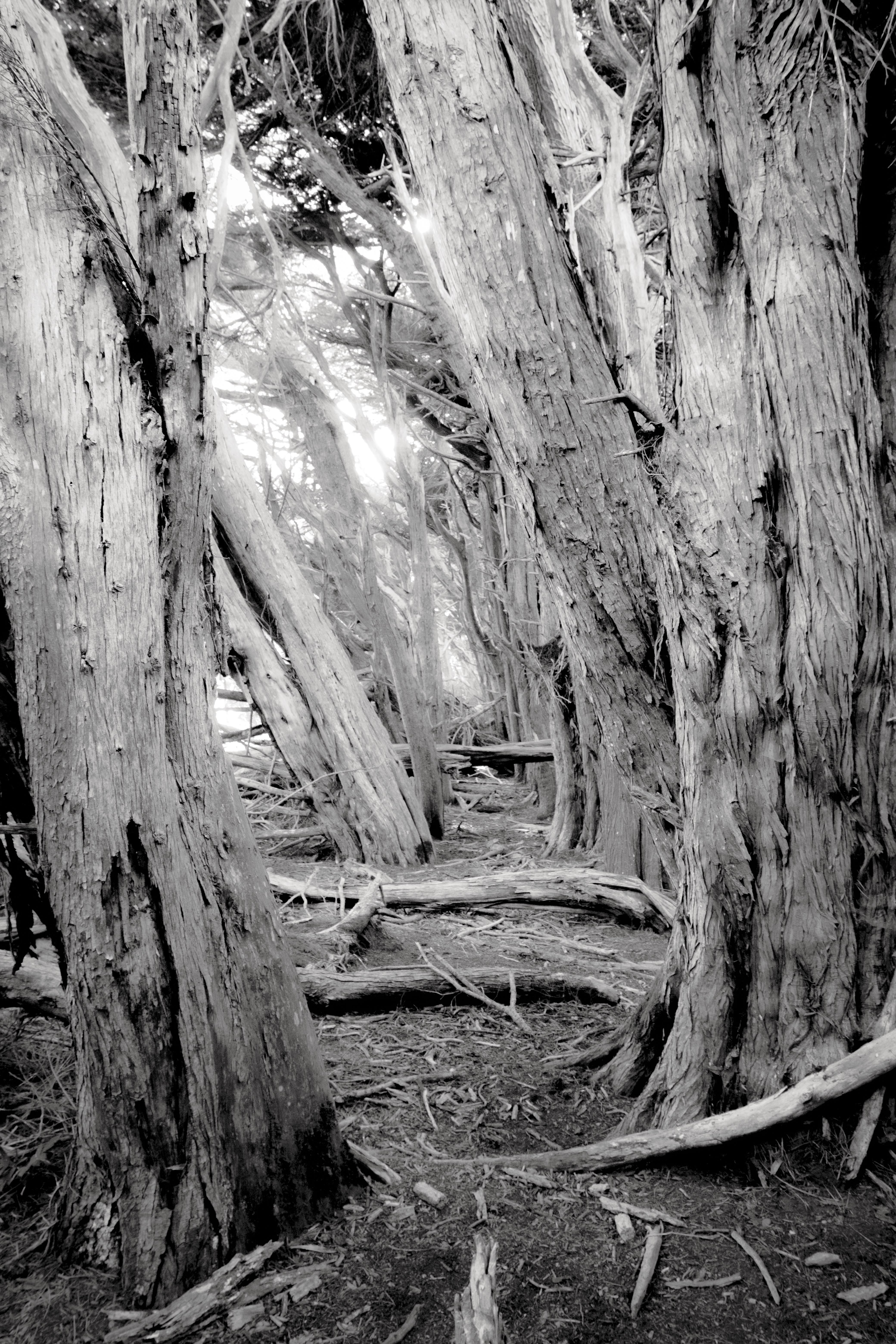 4160x6240 Wallpaper trees, forest, logs, dry