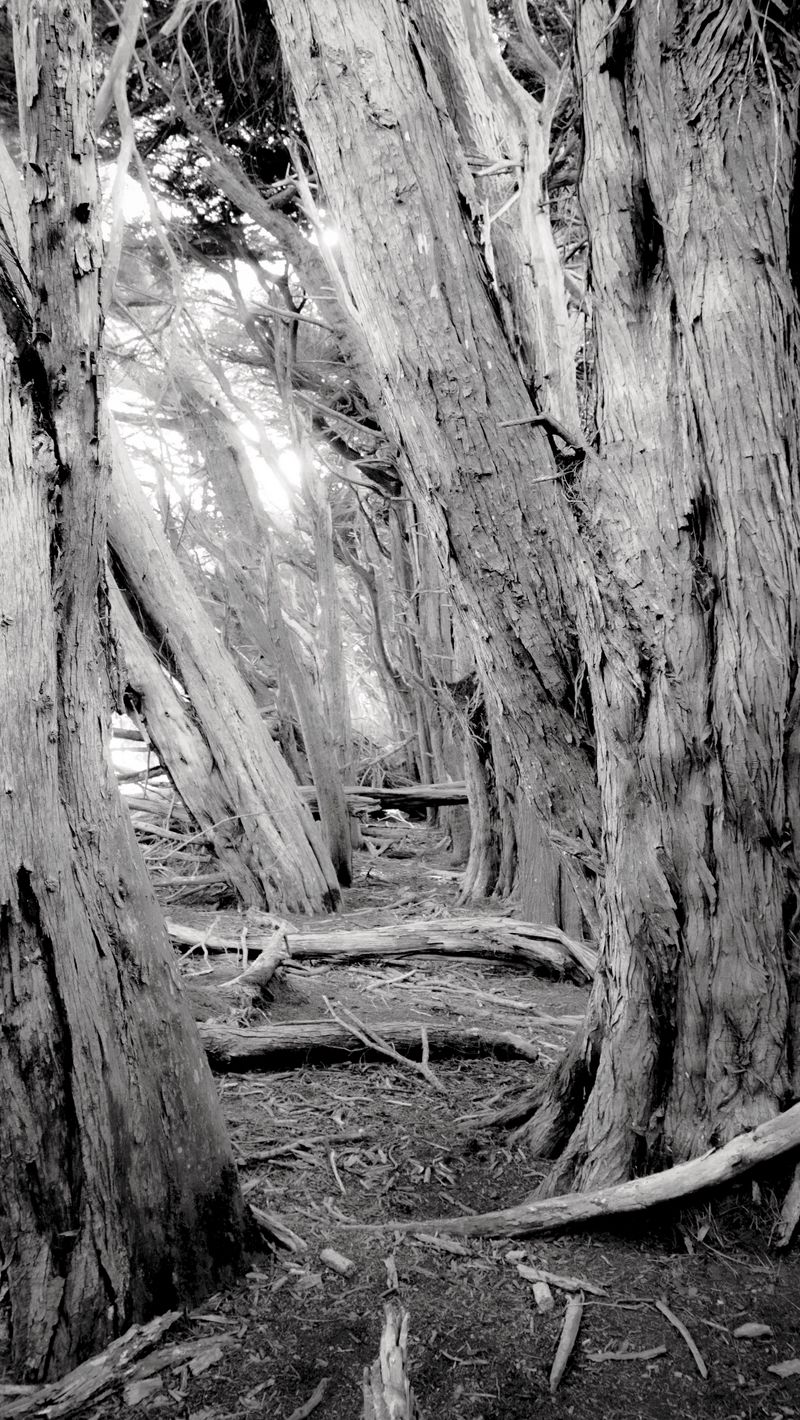 800x1420 Wallpaper trees, forest, logs, dry