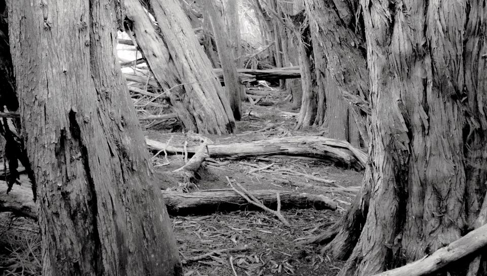 960x544 Wallpaper trees, forest, logs, dry