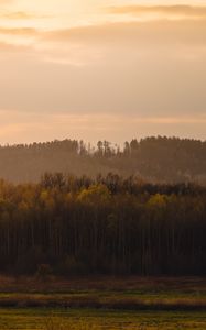 Preview wallpaper trees, forest, meadow, nature