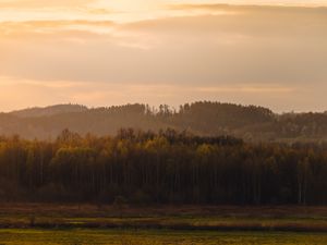 Preview wallpaper trees, forest, meadow, nature