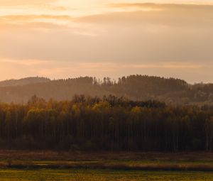 Preview wallpaper trees, forest, meadow, nature