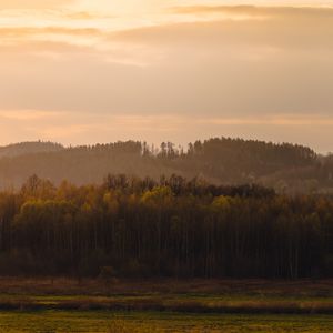 Preview wallpaper trees, forest, meadow, nature