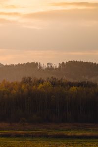 Preview wallpaper trees, forest, meadow, grass, landscape