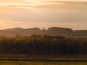 Preview wallpaper trees, forest, meadow, grass, landscape