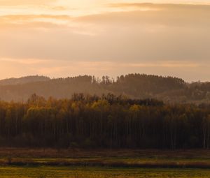 Preview wallpaper trees, forest, meadow, grass, landscape