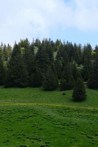 Preview wallpaper trees, forest, meadow, grass, nature
