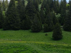 Preview wallpaper trees, forest, meadow, grass, nature