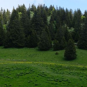 Preview wallpaper trees, forest, meadow, grass, nature