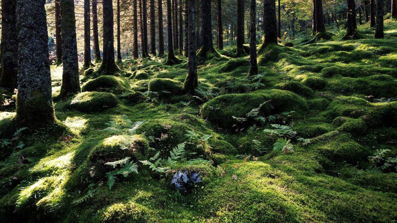 Wallpaper trees, forest, moss, nature hd, picture, image