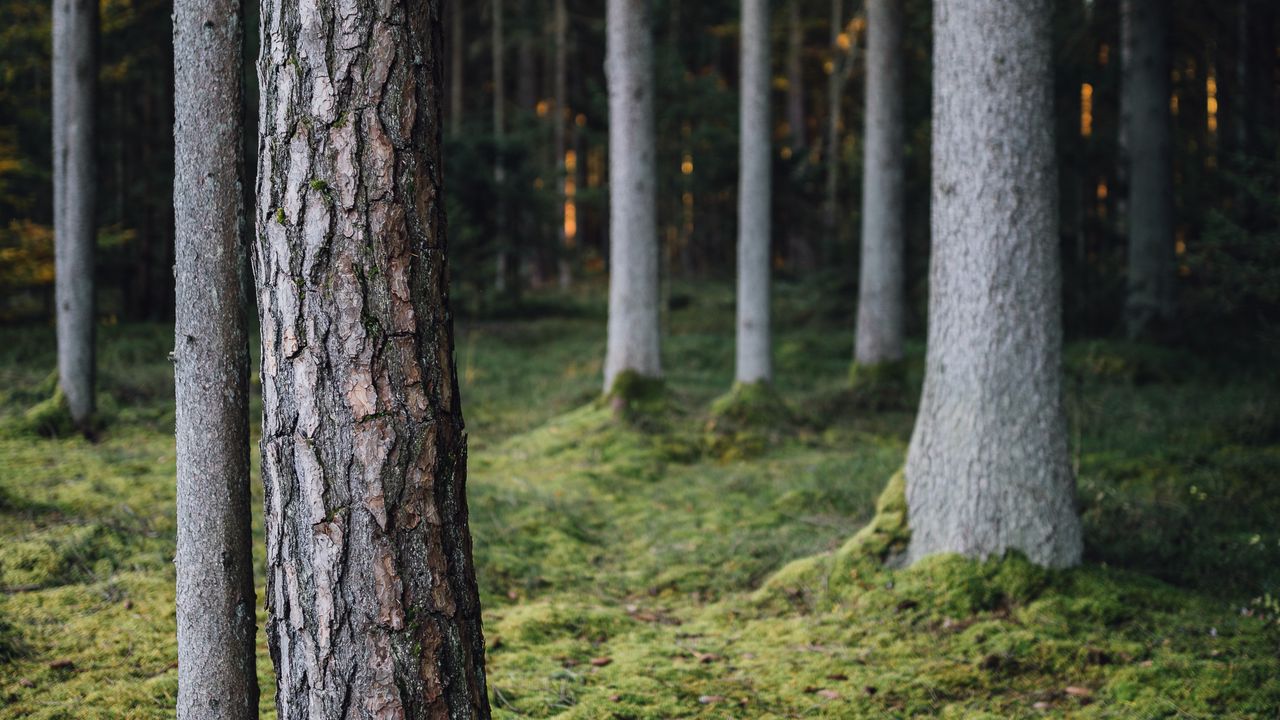 Wallpaper trees, forest, moss