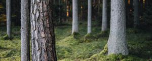 Preview wallpaper trees, forest, moss