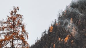 Preview wallpaper trees, forest, mountain, slope, fog