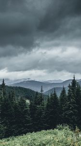 Preview wallpaper trees, forest, mountains, sky, grass