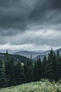 Preview wallpaper trees, forest, mountains, sky, grass