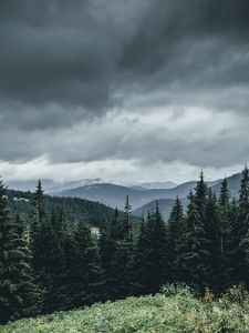 Preview wallpaper trees, forest, mountains, sky, grass