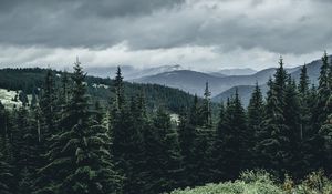 Preview wallpaper trees, forest, mountains, sky, grass
