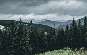 Preview wallpaper trees, forest, mountains, sky, grass