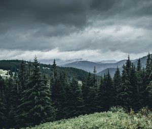 Preview wallpaper trees, forest, mountains, sky, grass