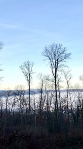 Preview wallpaper trees, forest, mountains, fog, clouds, nature