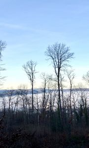 Preview wallpaper trees, forest, mountains, fog, clouds, nature