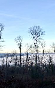 Preview wallpaper trees, forest, mountains, fog, clouds, nature