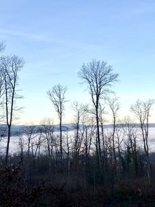 Preview wallpaper trees, forest, mountains, fog, clouds, nature