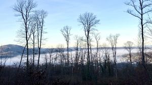 Preview wallpaper trees, forest, mountains, fog, clouds, nature