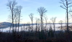 Preview wallpaper trees, forest, mountains, fog, clouds, nature